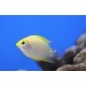 Chromis jaune