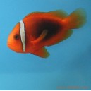 Amphiprion Frenatus