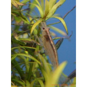 Caridina japonica