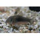 Corydoras albinos