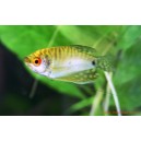 Gourami gold