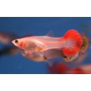 Guppy femelle assortis M