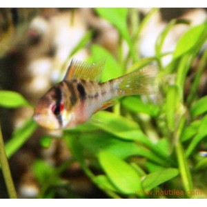 Papilliochromis ramirezi