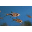 Rasbora heteromorpha