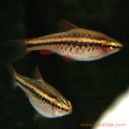 Barbus Titteya