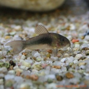 Corydoras Aenus