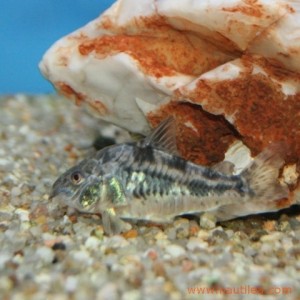 Corydoras Paleatus