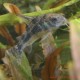 Corydoras Paleatus