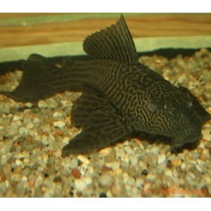 Pleco XL