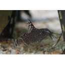 Synodontis eupterus