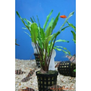 Cryptocoryne 