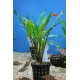 Cryptocoryne 